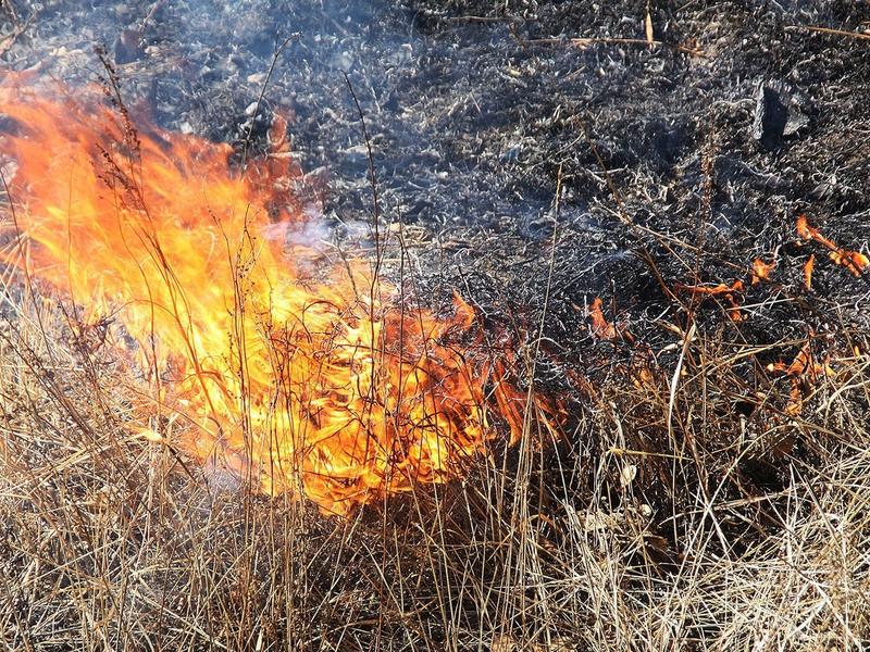 Поджог старой травы на сенокосе стал причиной лесного пожара в Забайкалье