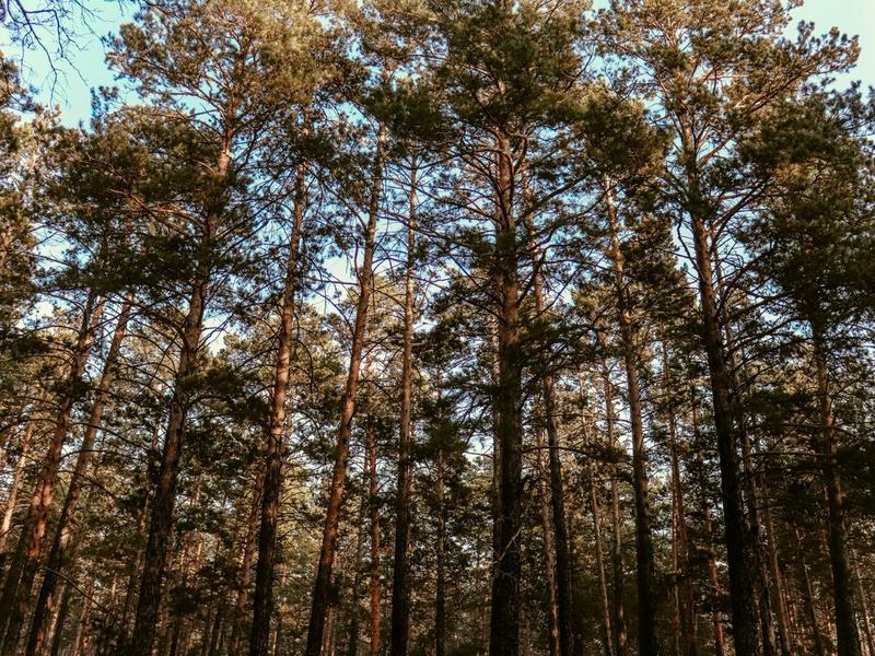 Депутат Госдумы: Сдаётся мне, что министр природы не там ищет лесную мафию