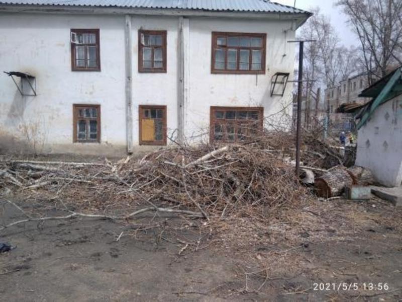 Администрация поселения в Забайкалье срезали деревья и оставила гнить