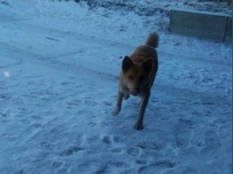 Жительница рассказала о жестокой расправе над бездомной собакой в Новокручининске (18+)