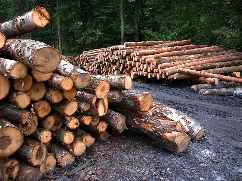 Китай вышел на первое место по продаже леса, ущерб от рубок в России – 12 млрд р в год