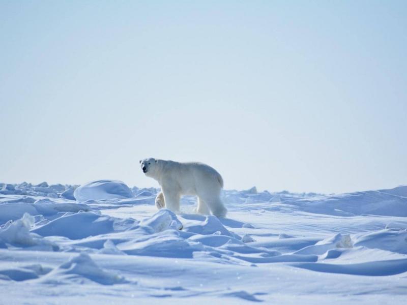 Мишустин подписал постановление о создании заповедника «Медвежьи острова» в Якутии