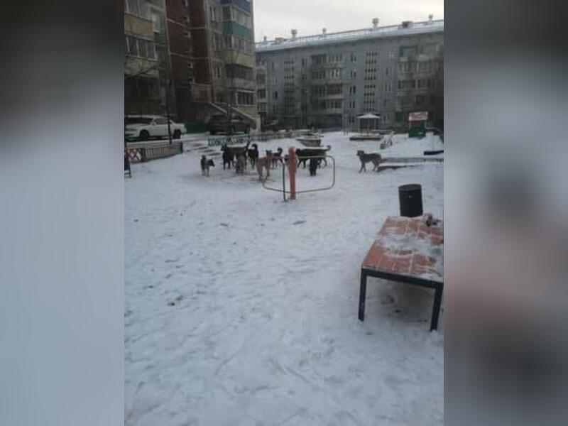 Огромная свора бездомных собак держит в страхе улицу Июньскую в Чите