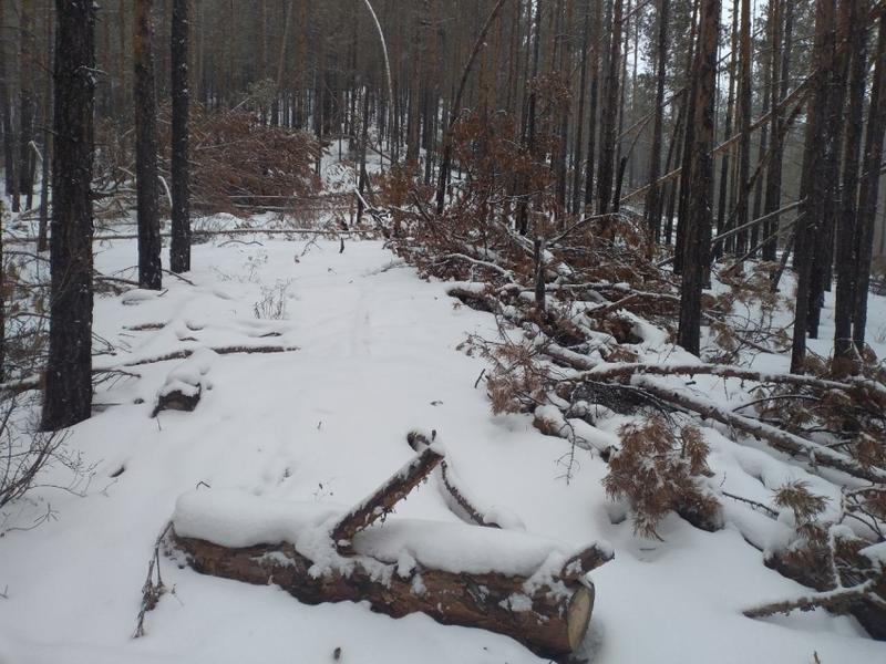 Почти 50 случаев незаконной рубки деревьев выявили в Забайкалье