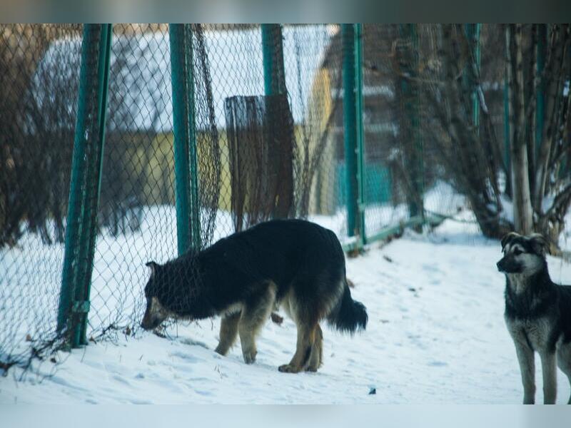 Собаки поселились на территории детских учреждений в Чите