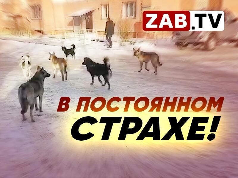 Жителей по адресу Баранского,94 атакуют бездомные собаки