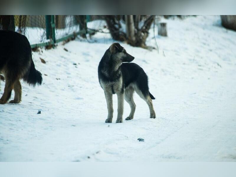Свора собак набросилась на мужчину в Краснокаменске - следователи начали проверку