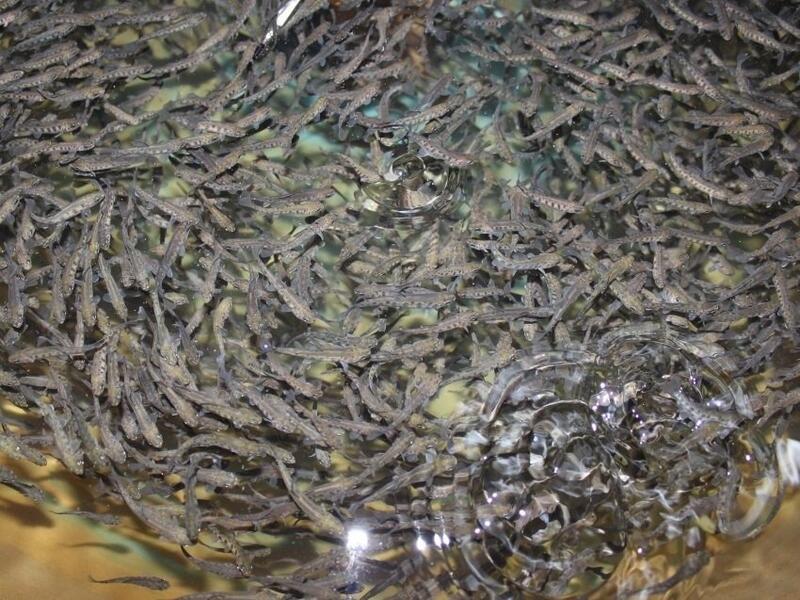 В Забайкалье хотят начать разводить осетровые породы рыб