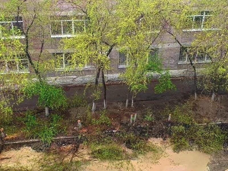 Читинский блогер: «Бескомпромиссная война с деревьями в Чите продолжается!»