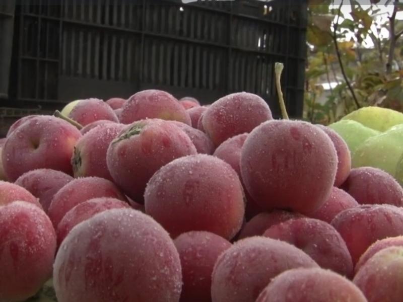 Корреспондент Заб.ТВ встретился с дачницей, выращивающей яблоки в Забайкалье
