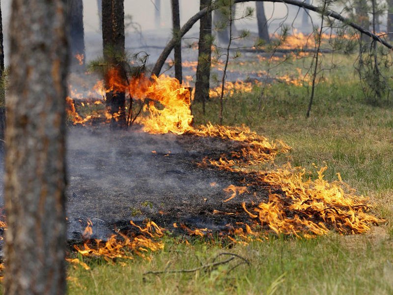 Более 600 га леса горит в Забайкальском крае