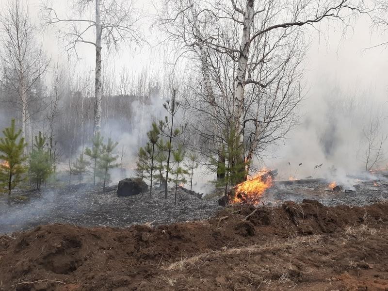Свыше 2 млн рублей штрафа выписали нарушителям в лесах Забайкалья с начала года