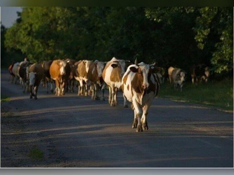 Администрация Борзи попросила составить маршрут для скота