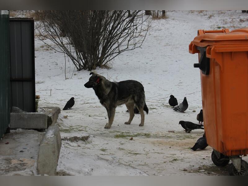 «Страшно мусор выкинуть» - жители Соснового бора о проблеме с собаками