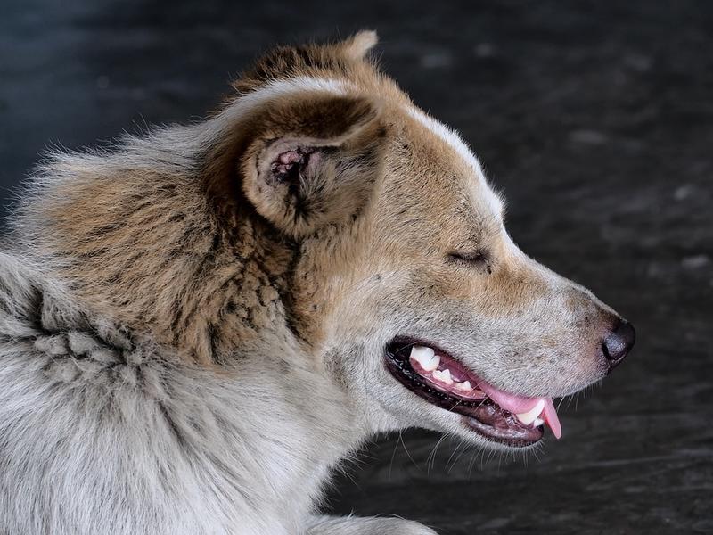 Житель мкр Мирный в Чите пожаловался на агрессивных бездомных собак
