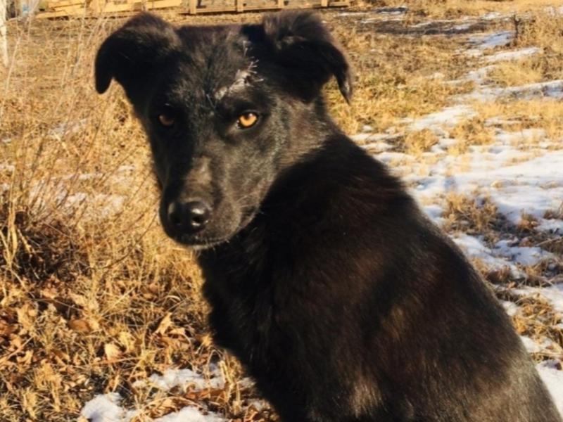 Ветеринары спасли собаку и приняли к себе на госслужбу в Борзинском районе