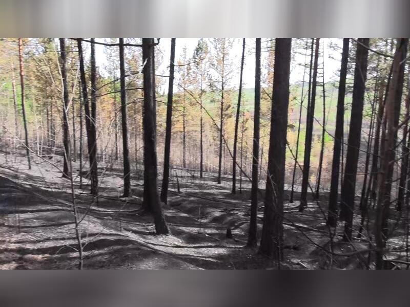 Уголовное дело возбудили в связи с лесным пожаром возле Молоковки