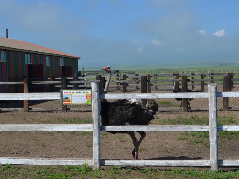 Нуждающуюся в кормах страусиную ферму в Забайкалье поддержат кредитом на 1 млн руб