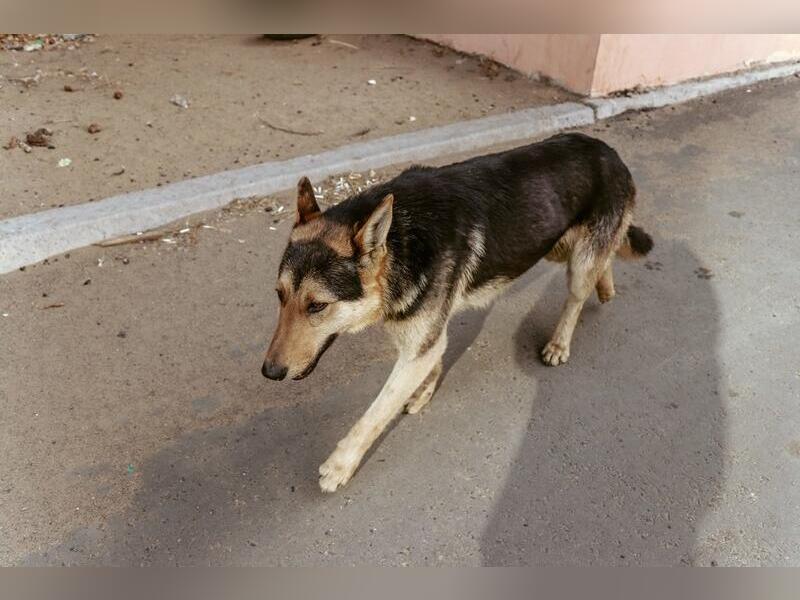 Мэрия Читы выплатит 50 тысяч рублей пострадавшей от укусов собаки девочке