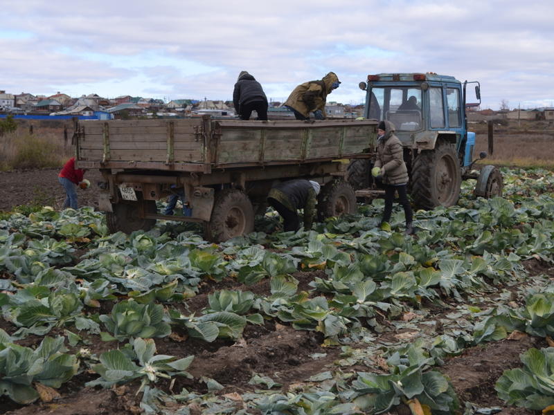 Овощной урожай Забайкалья практически в два раза превысил показатели 2019 года