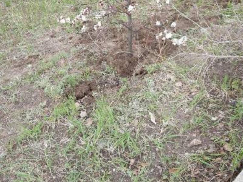 Неизвестные попытались выкопать абрикос около набережной в Чите