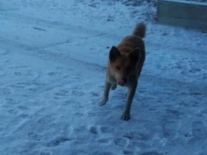 В Улан-Удэ усыпили собак предположительно напавших на ребенка