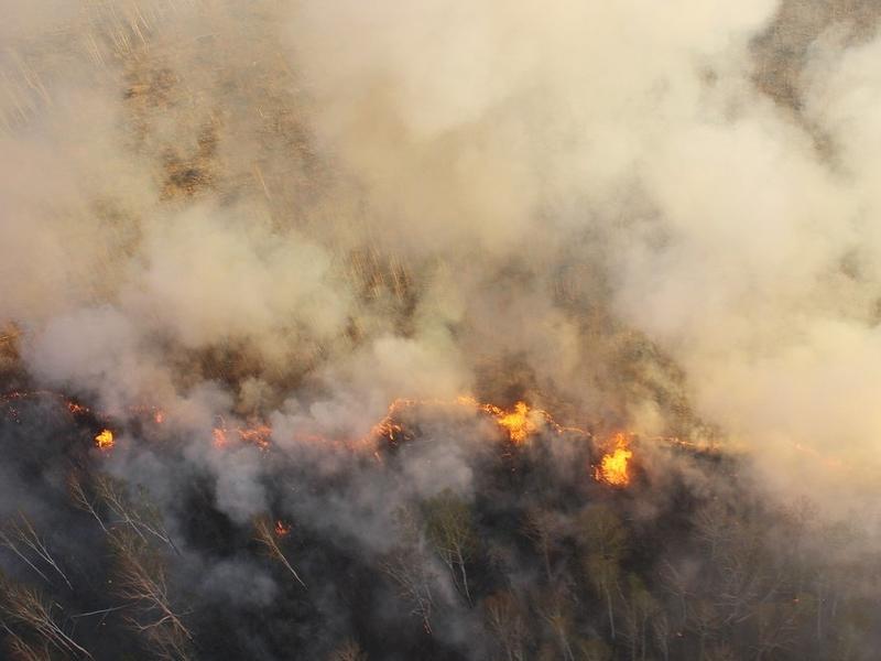 Более 840 га леса из-за брошенного окурка сгорело в Акшинском районе
