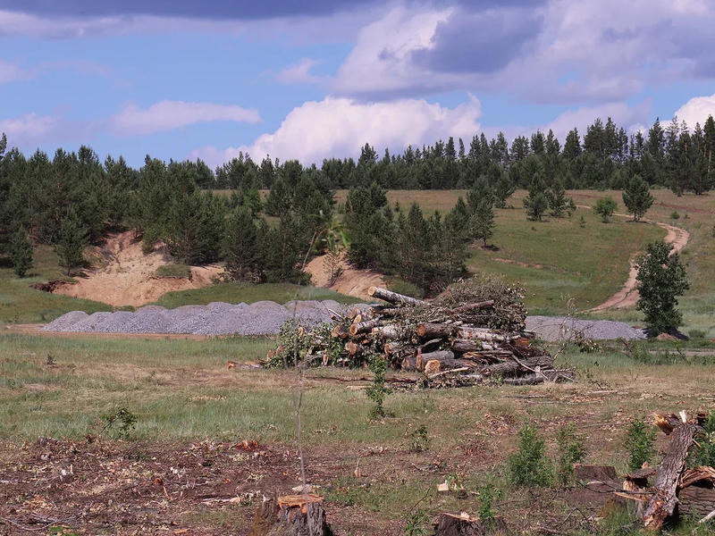 Троих забайкальцев осудили за вырубку деревьев в особо крупном размере