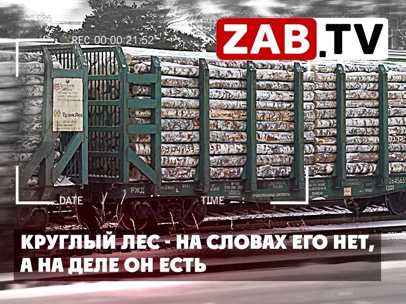 Охрана леса, намерения чиновников и суровая реальность экспорта круглого леса — ZAB.TV