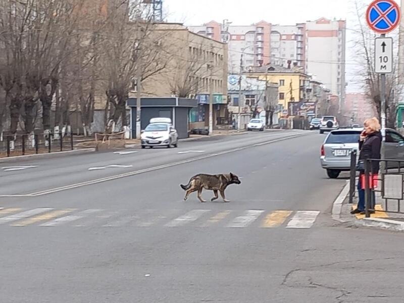 11 собак отловили в Чите за сутки