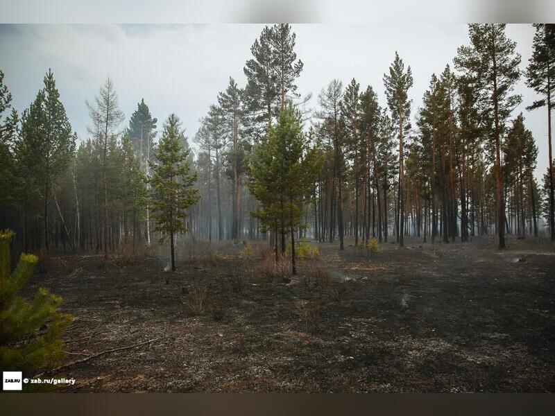 Девять лесных пожаров действуют в Забайкалье