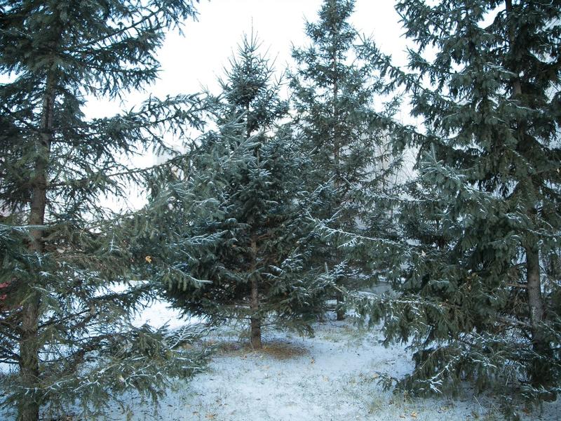 Местами небольшой снег и морозы до 41° ожидаются в Забайкалье