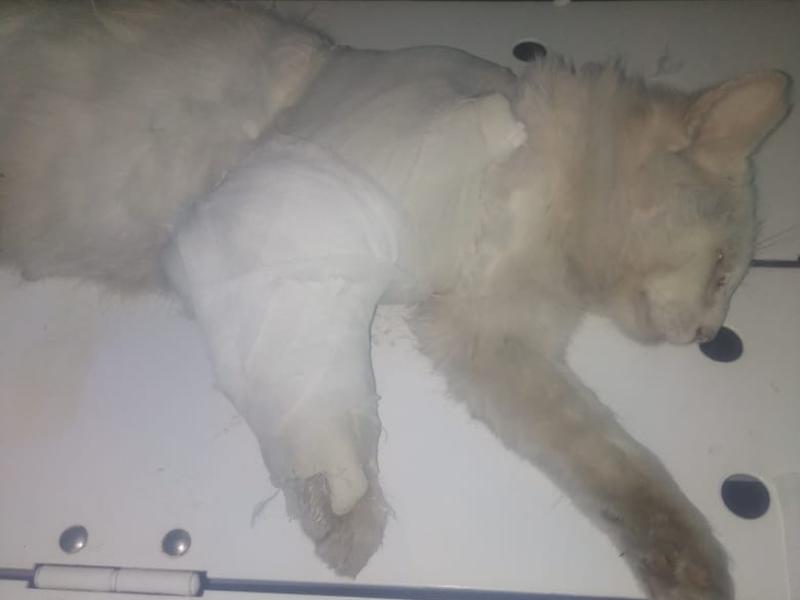 Забайкальские ветеринары спасли повредившего плечо кота