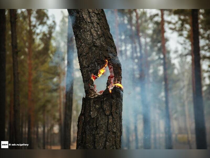 В ближайшие недели в Забайкалье ожидается пик лесных пожаров