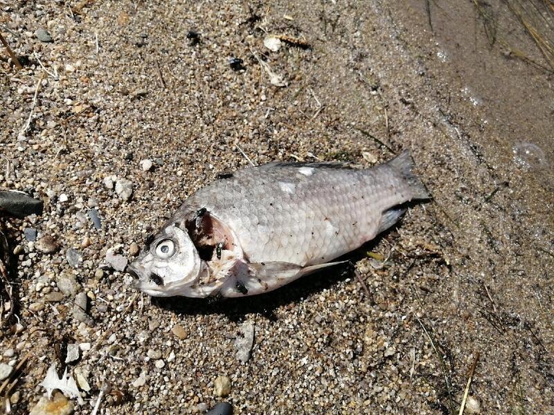 Берег озера Кенон в Чите превращается в свалку мусора и кладбище мертвой рыбы