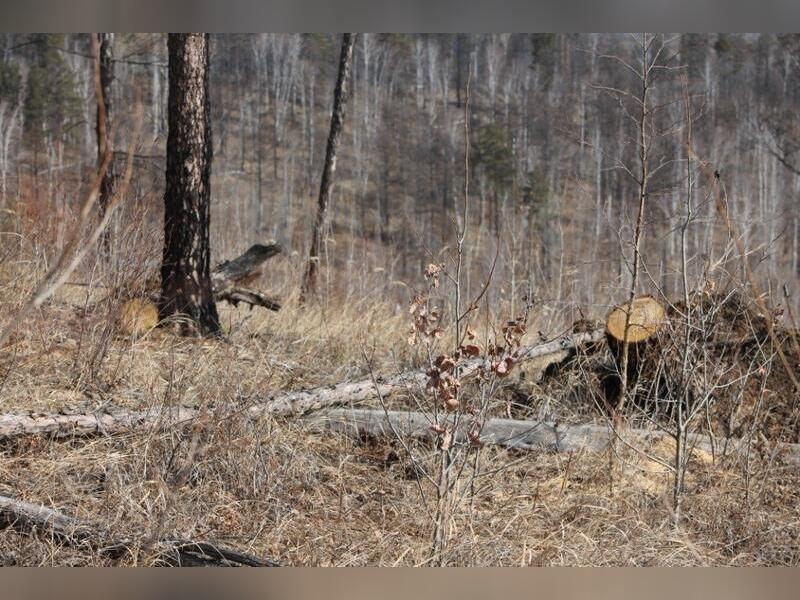 Следствие по делу о чёрных лесорубах из Александровки завершено