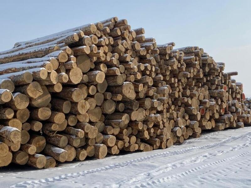 В Забайкалье за контрабанду леса на 97 миллионов рублей задержали участников ОПГ