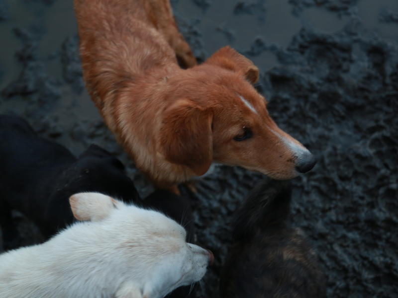 По факту нападения бездомных собак на пенсионерку в Чите организовали проверку
