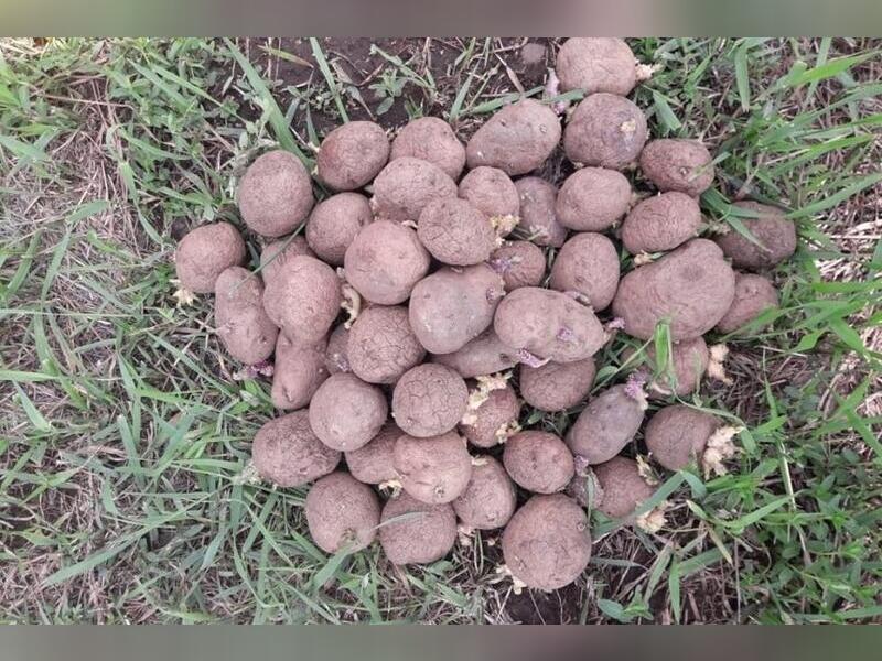 Картофель в Забайкалье подорожал почти на 3,5%