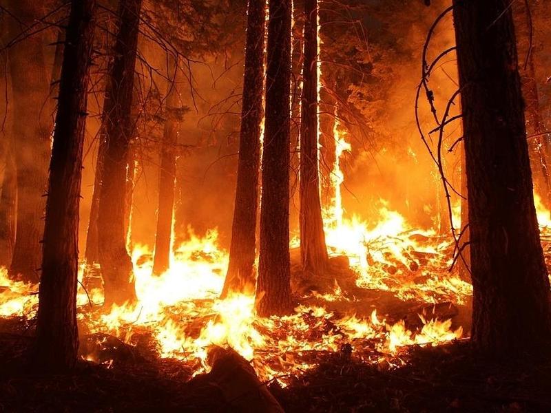 Более 8 тыс га леса горит в Забайкалье