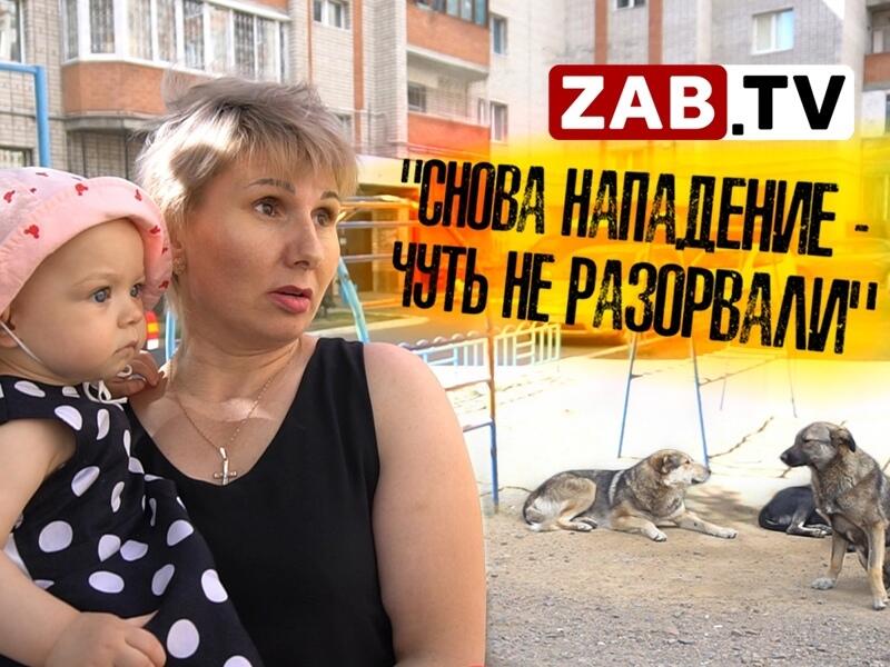 Стая собак напала на читинку с ребёнком