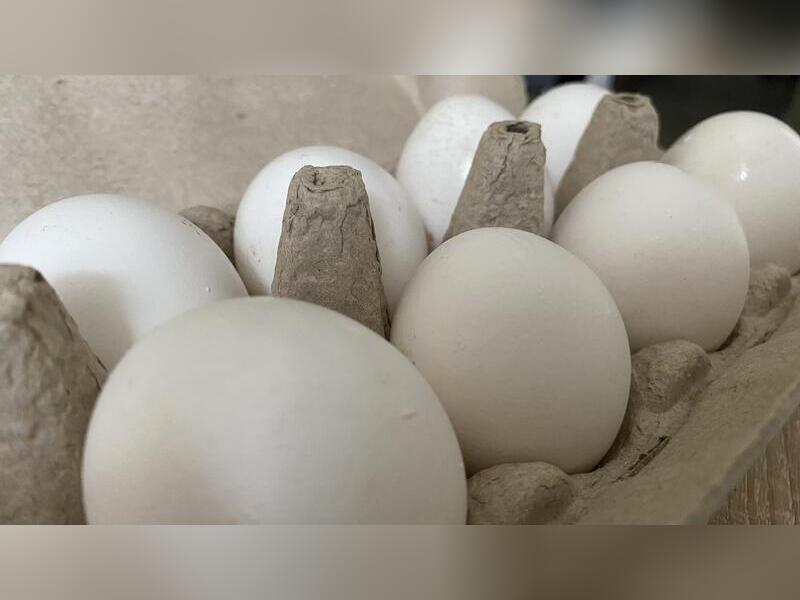 18 миллионов яиц в год обещает давать Читинская птицефабрика после реконструкции