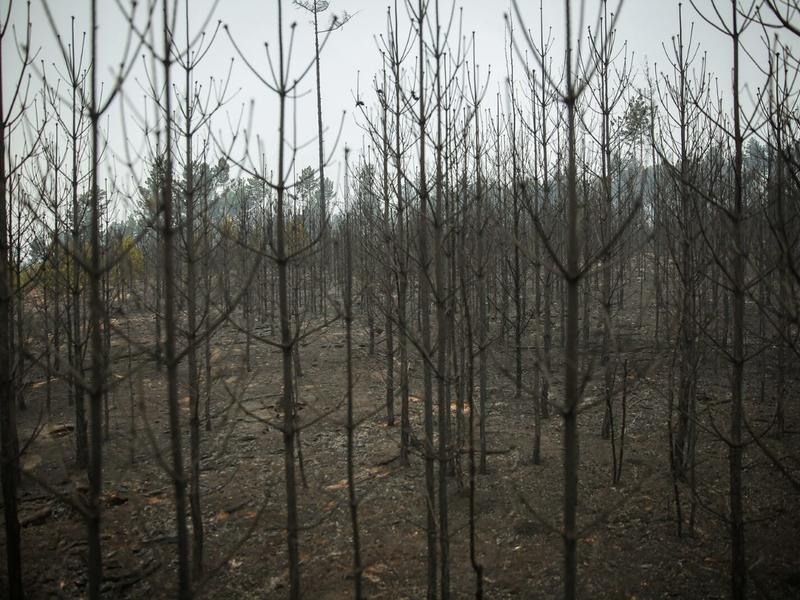 Забайкаллесхоз локализовал лесной пожар в Читинском районе