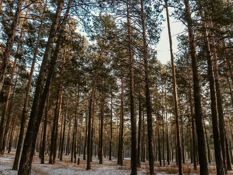 Экс-сотрудника забайкальского госучреждения осудили за взятки при поставке леса в КНР