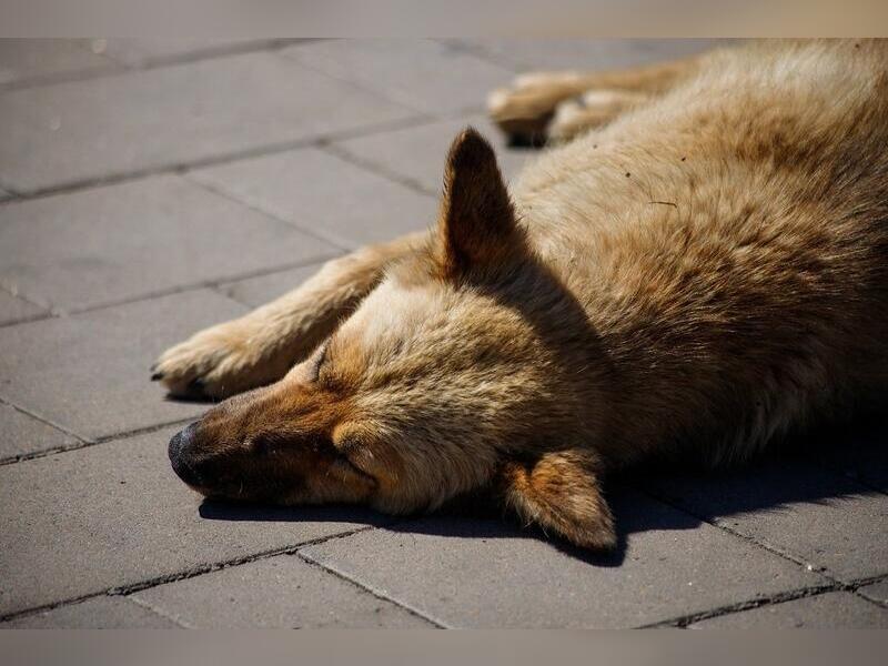 Труп огромной собаки лежит под окнами нескольких домов уже месяц - очевидцы