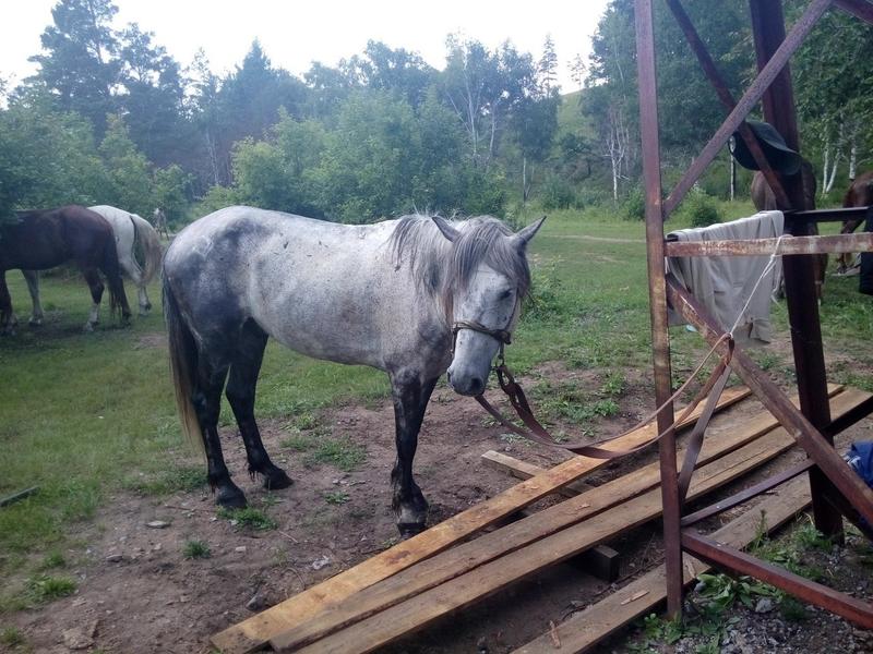 Перевозку 34 лошадей в Читу запретили из-за ящура