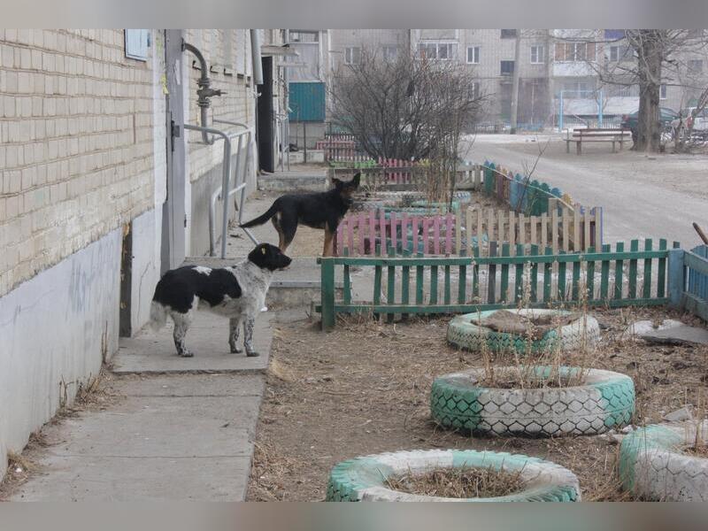 «Собак в посёлке становится всё больше и больше» - жители Кадалы