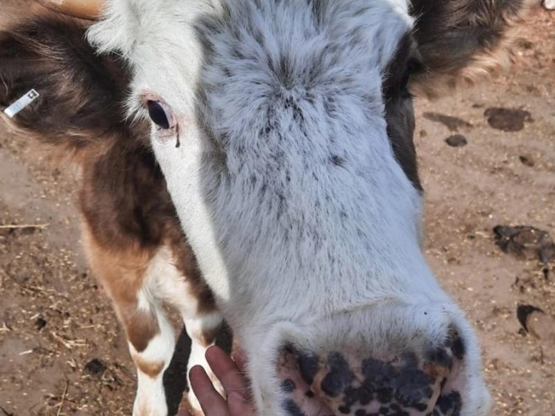 Причиной вспышки бешенства в Агинском районе стало нападение дикого животного на корову