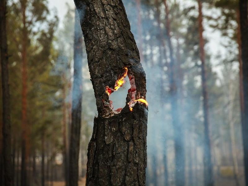 Лесной пожар начался в Читинском районе в ночь с 12 на 13 апреля
