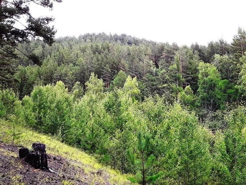 Запрет на посещение леса продлили в нескольких районах Забайкалья